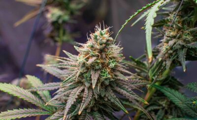 7 Cannabis