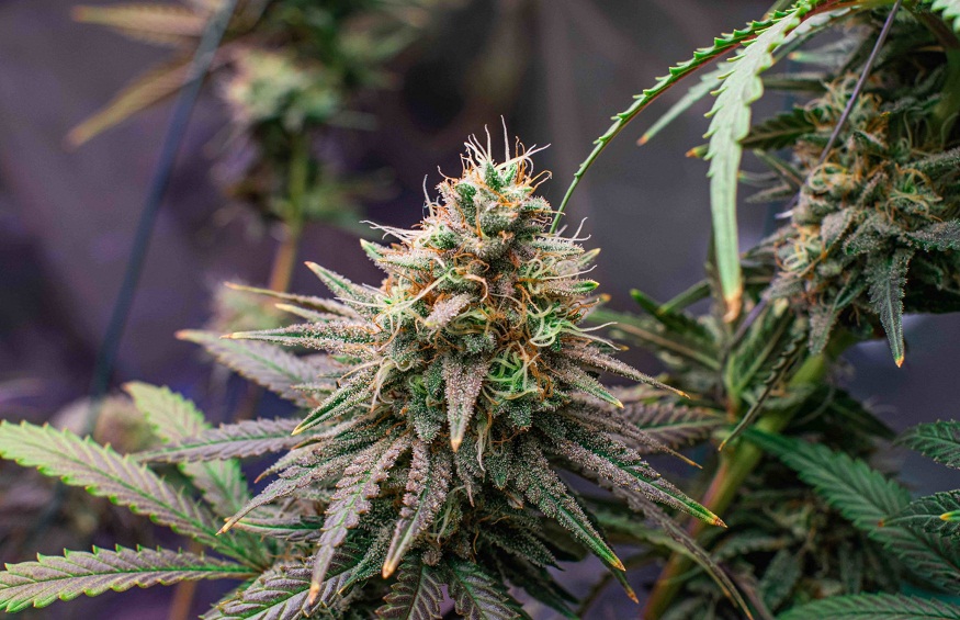 7 Cannabis